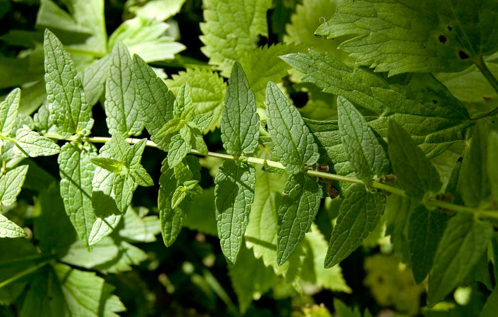 Изображение особи Scutellaria galericulata.