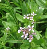 Chorispora tenella