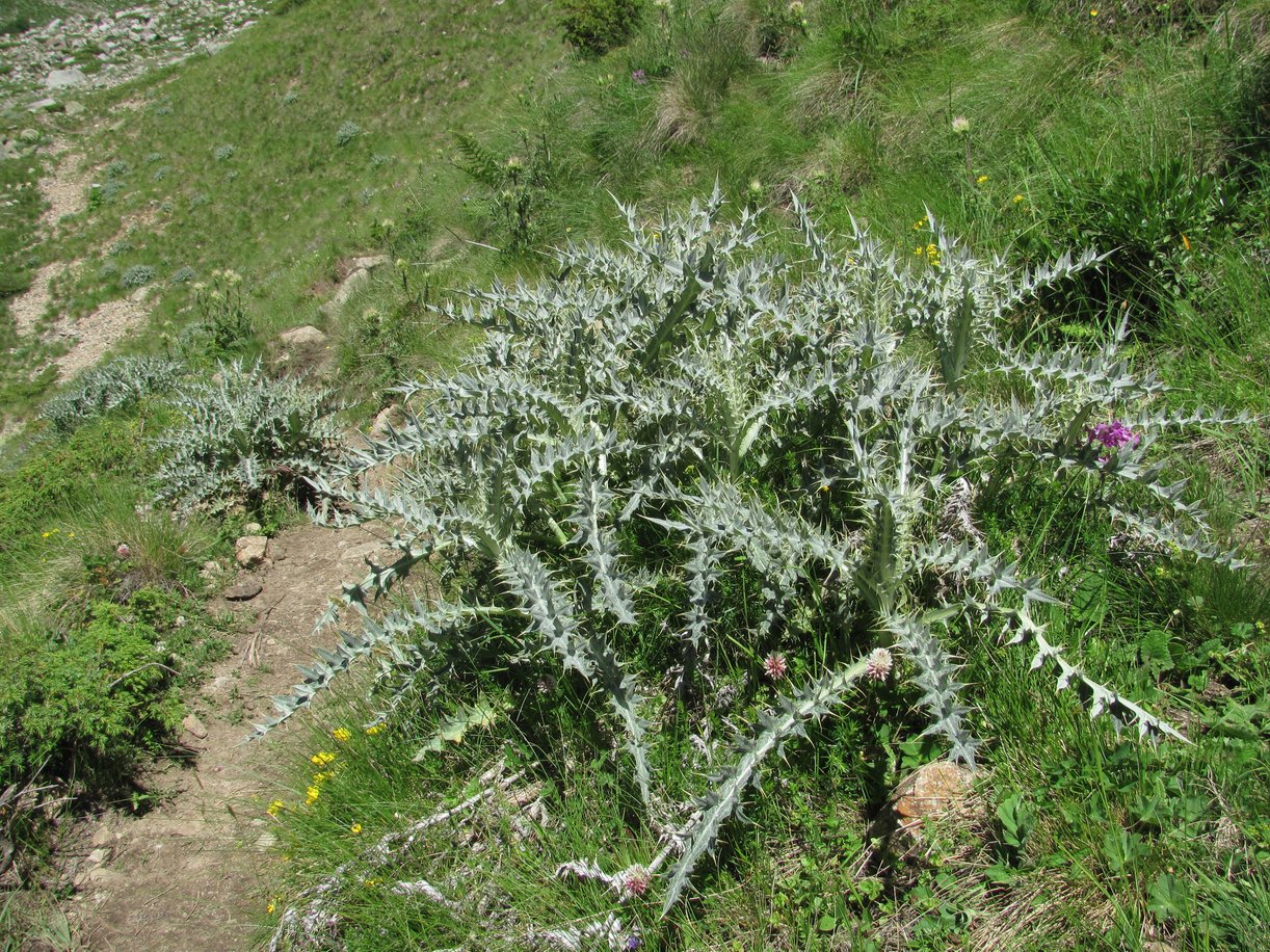 Изображение особи Cirsium cephalotes.