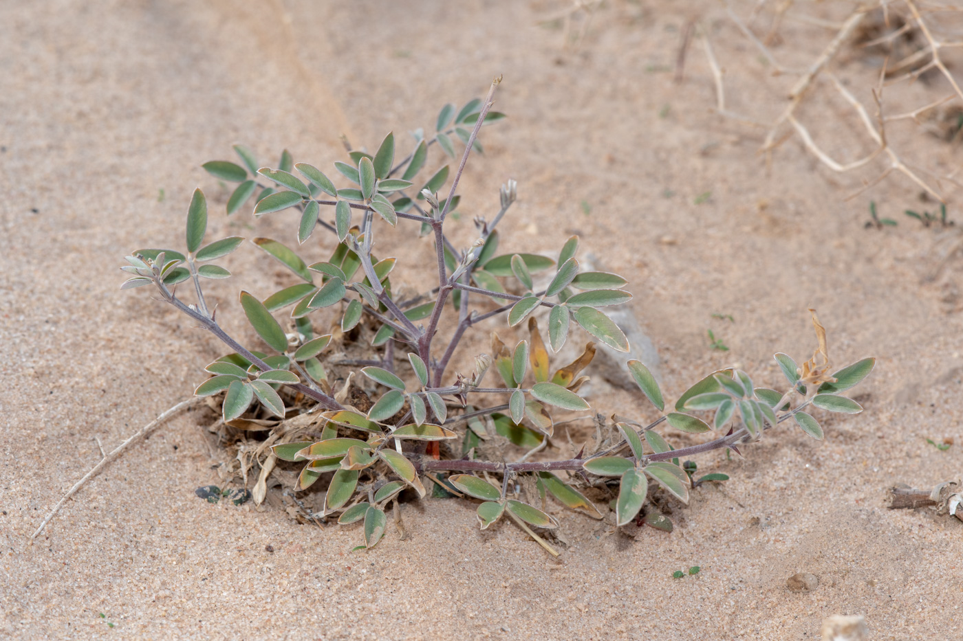 Изображение особи Tephrosia apollinea.