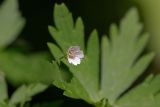 Geranium sibiricum