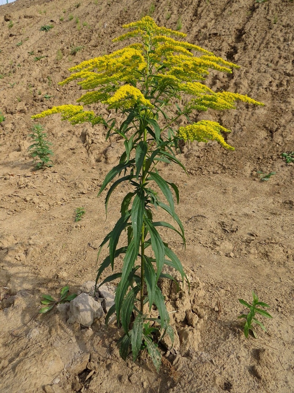 Image of Solidago canadensis specimen.