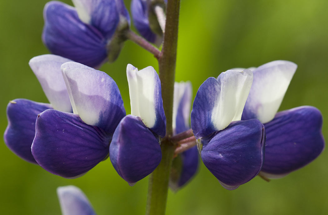 Изображение особи Lupinus × regalis.