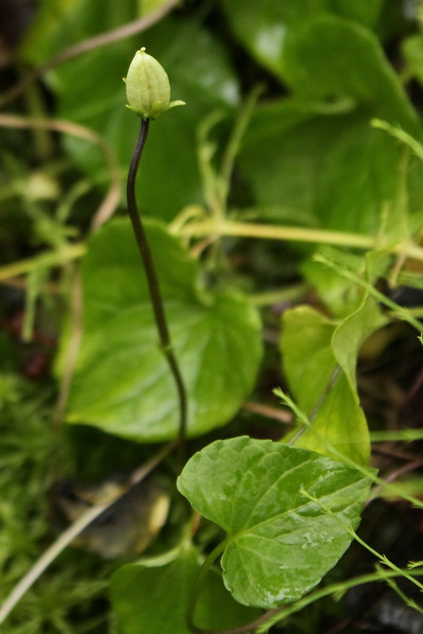 Изображение особи Viola epipsila.