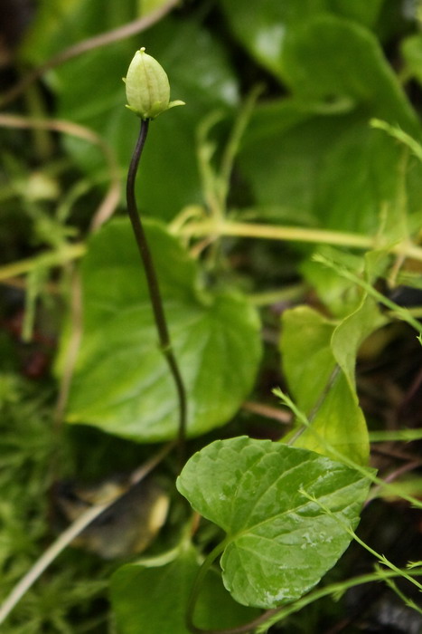 Image of Viola epipsila specimen.