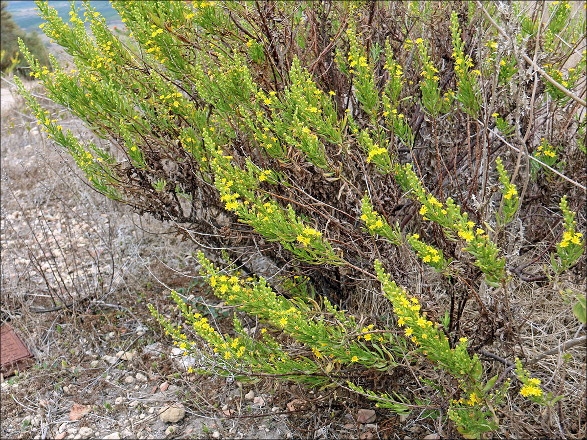 Image of Dittrichia viscosa specimen.