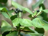 Hedera colchica