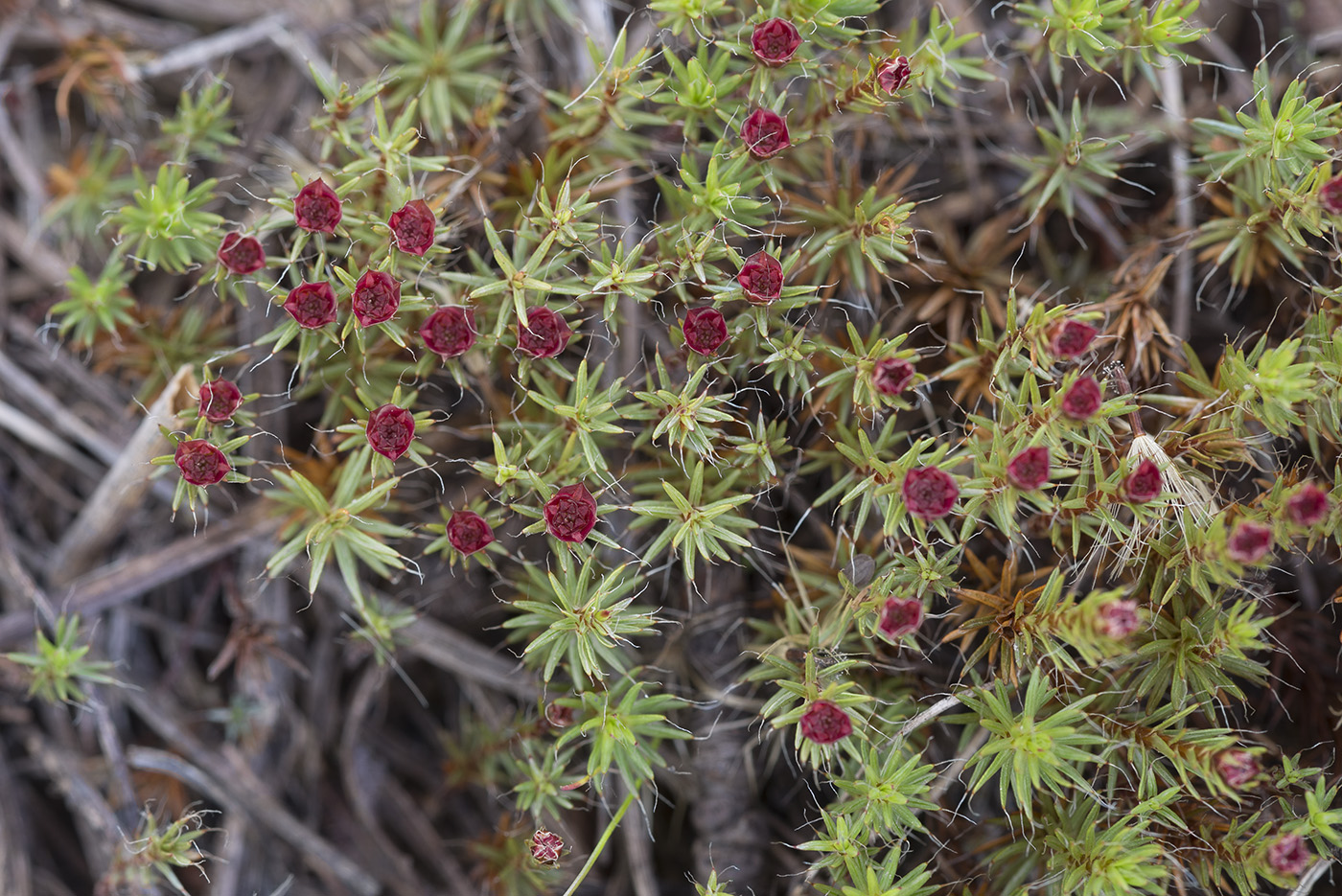 Image of Polytrichum piliferum specimen.