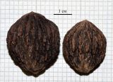 Juglans nigra