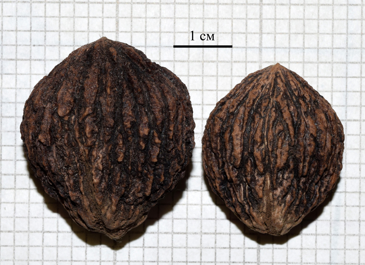 Image of Juglans nigra specimen.