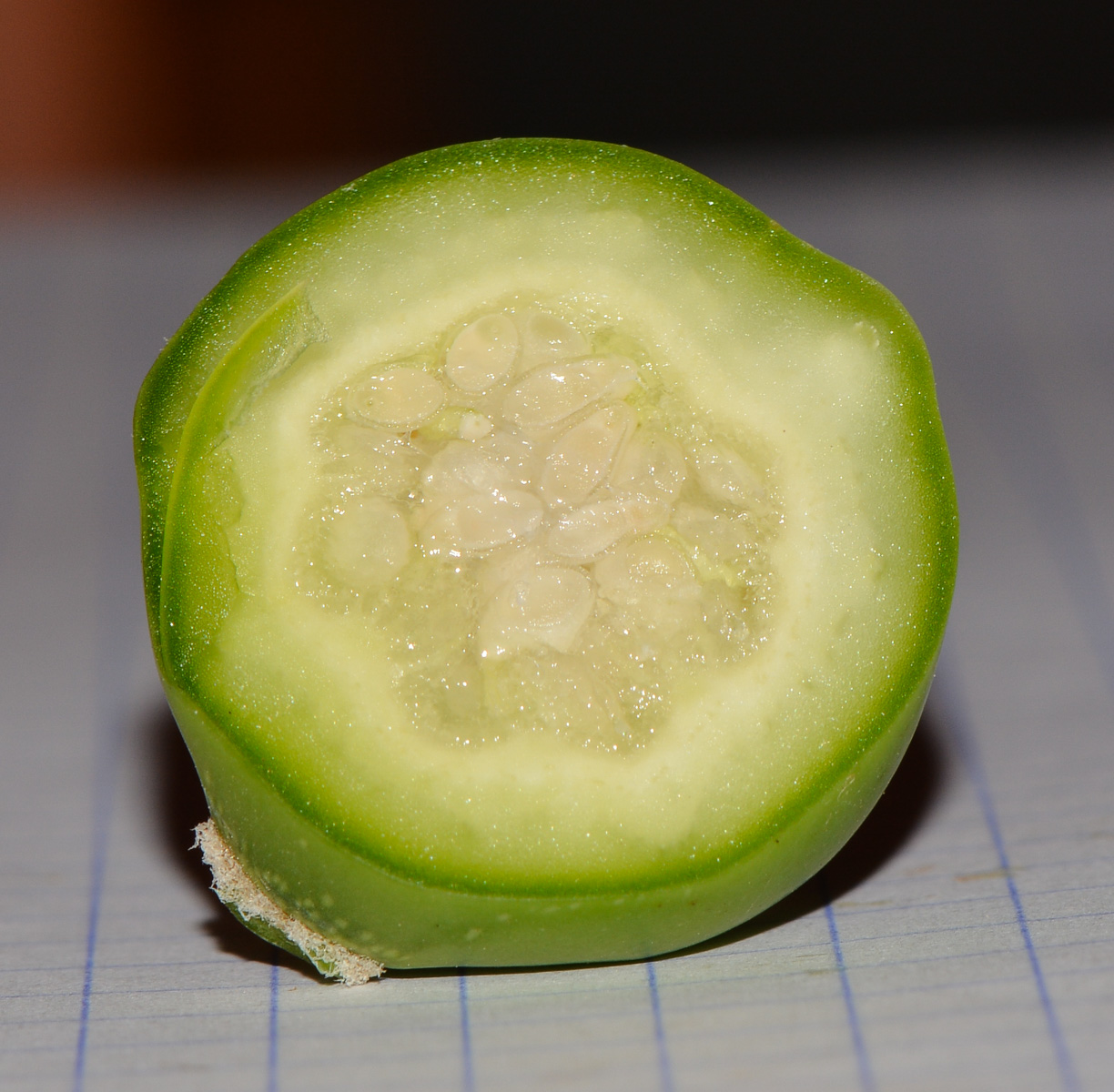 Image of genus Pereskia specimen.