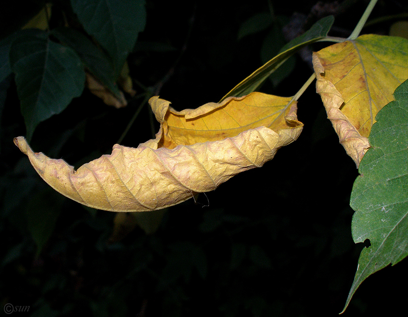 Image of Acer negundo specimen.