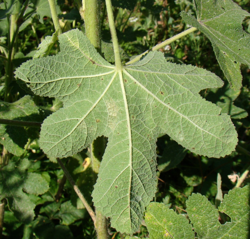 Image of Alcea rugosa specimen.