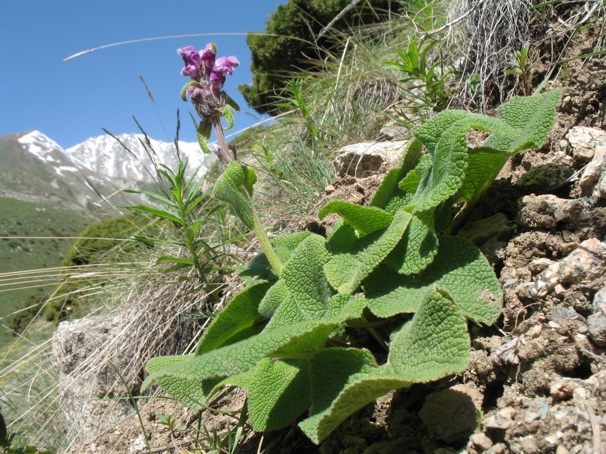 Изображение особи Phlomoides oreophila.