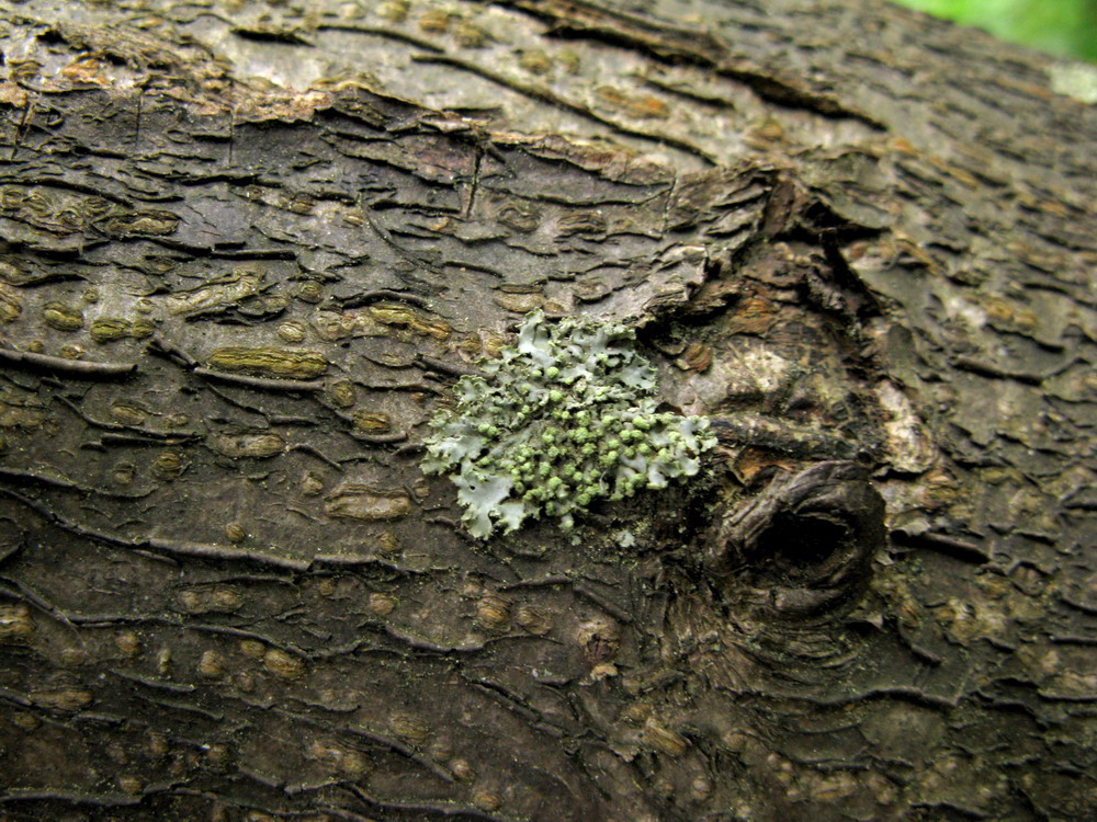 Изображение особи Phaeophyscia pusilloides.