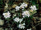 Image of taxon representative. Author is Василий Гелюта