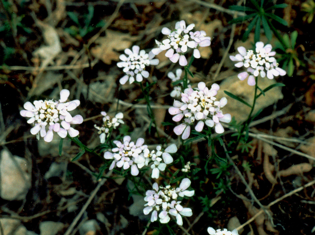 Image of Iberis simplex specimen.