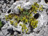 Euphorbia petrophila