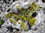 Euphorbia petrophila. Цветущее растение. Крым, гора Чатырдаг (нижнее плато), каменистый склон. 05.06.2016.