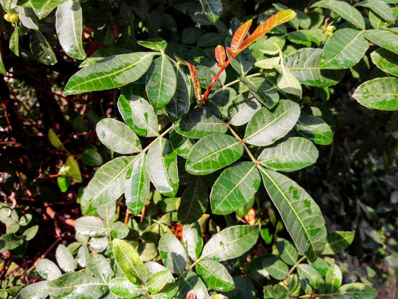 Изображение особи Schinus terebinthifolia.