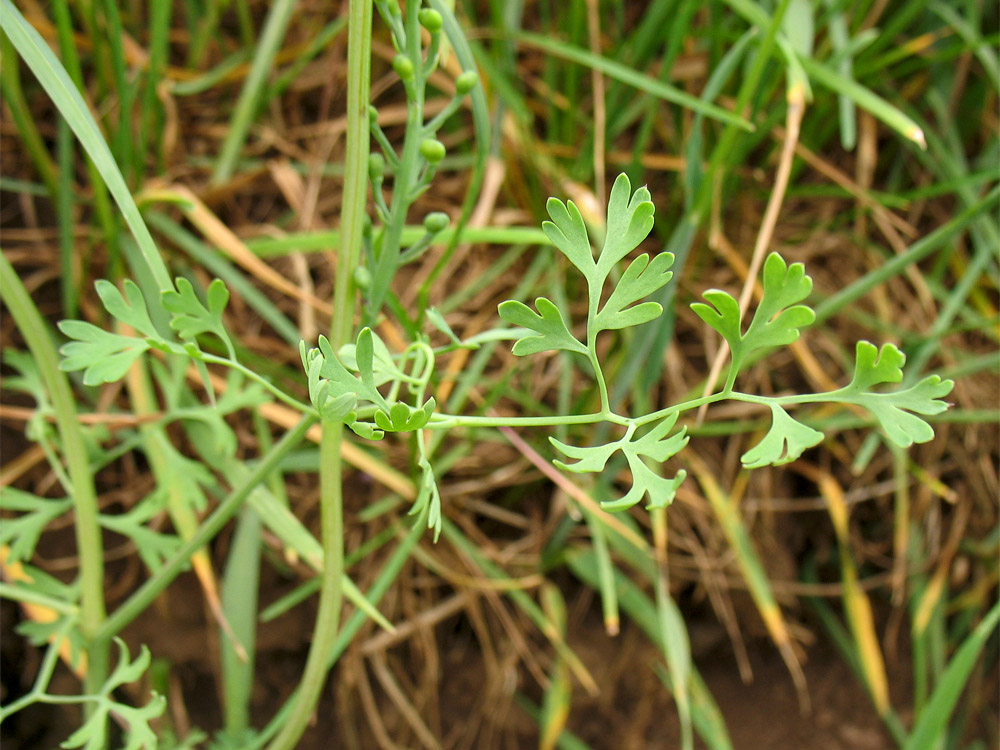 Image of Fumaria officinalis specimen.