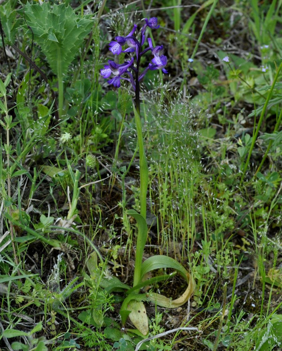 Изображение особи Anacamptis morio ssp. caucasica.