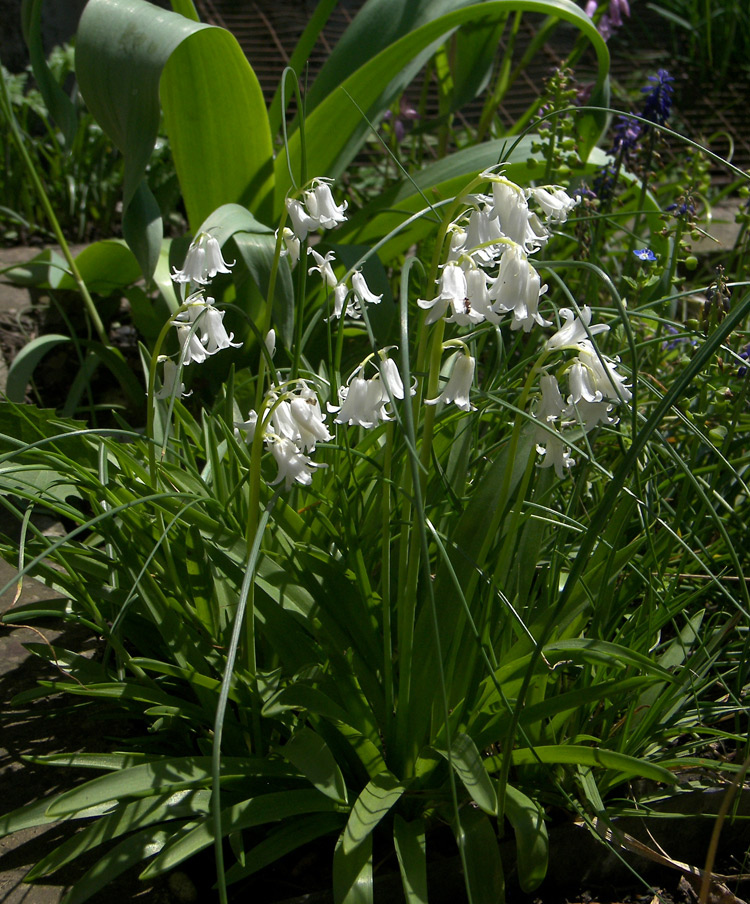 Изображение особи Hyacinthoides hispanica.