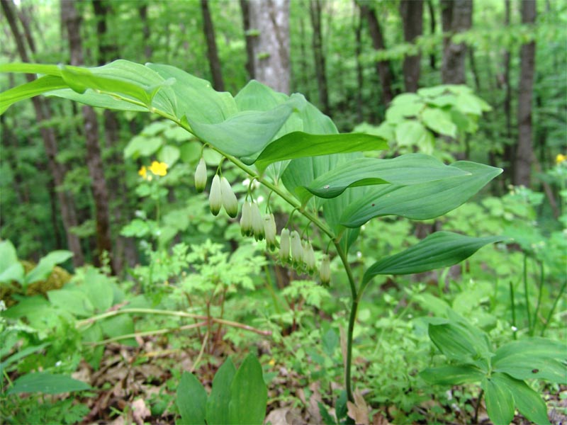 Изображение особи Polygonatum glaberrimum.