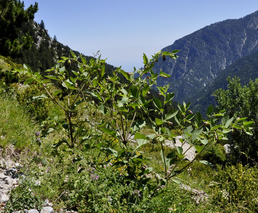 Image of Atropa bella-donna specimen.