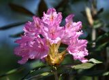 Rhododendron smirnowii. Соцветие. Москва, ботанический сад МГУ \"Аптекарский огород\". 25.05.2015.