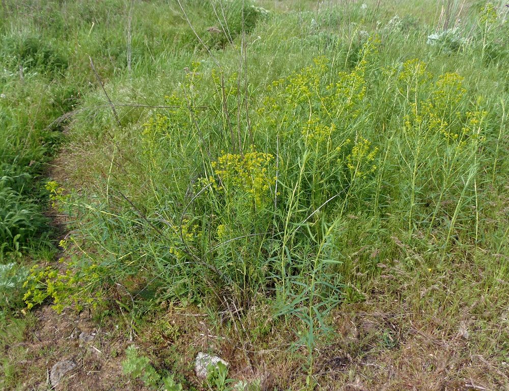 Изображение особи Euphorbia virgata.