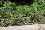 Pandanus tectorius. Молодые растения у обочины дороги вдоль канала на опушке леса. Таиланд, о-в Пхукет, курорт Ката. 17.01.2017.