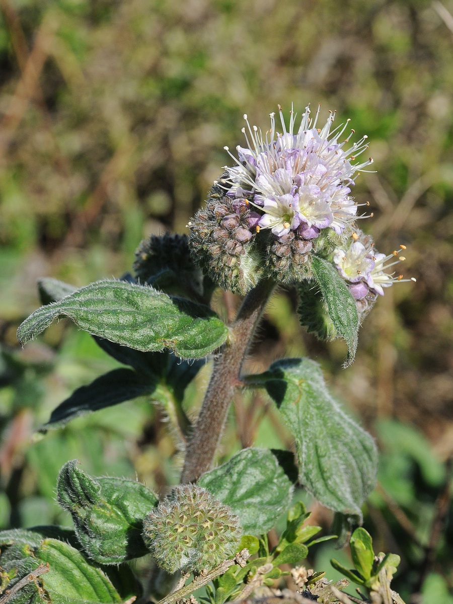 Изображение особи Phacelia californica.