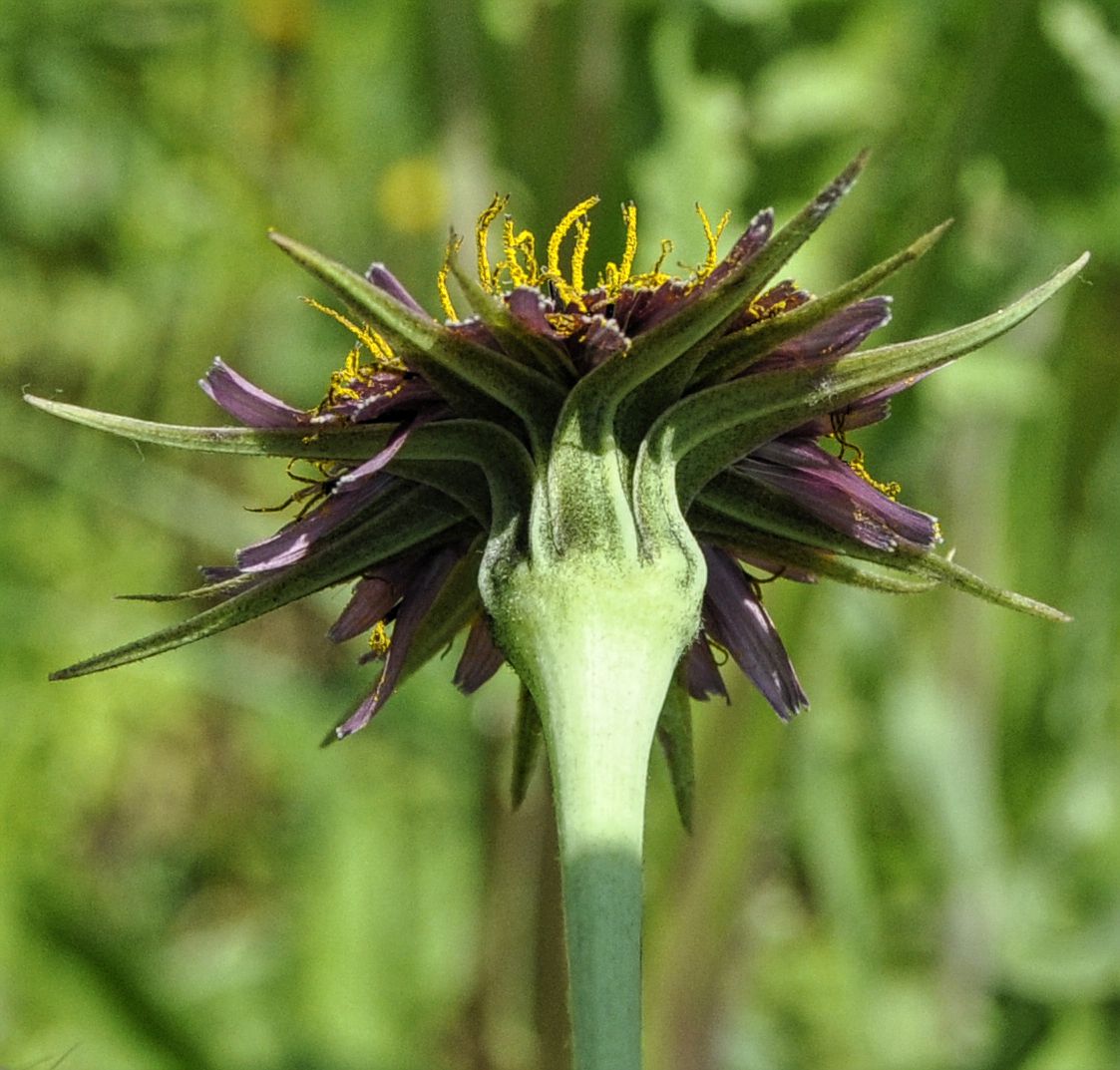 Image of Tragopogon australis specimen.