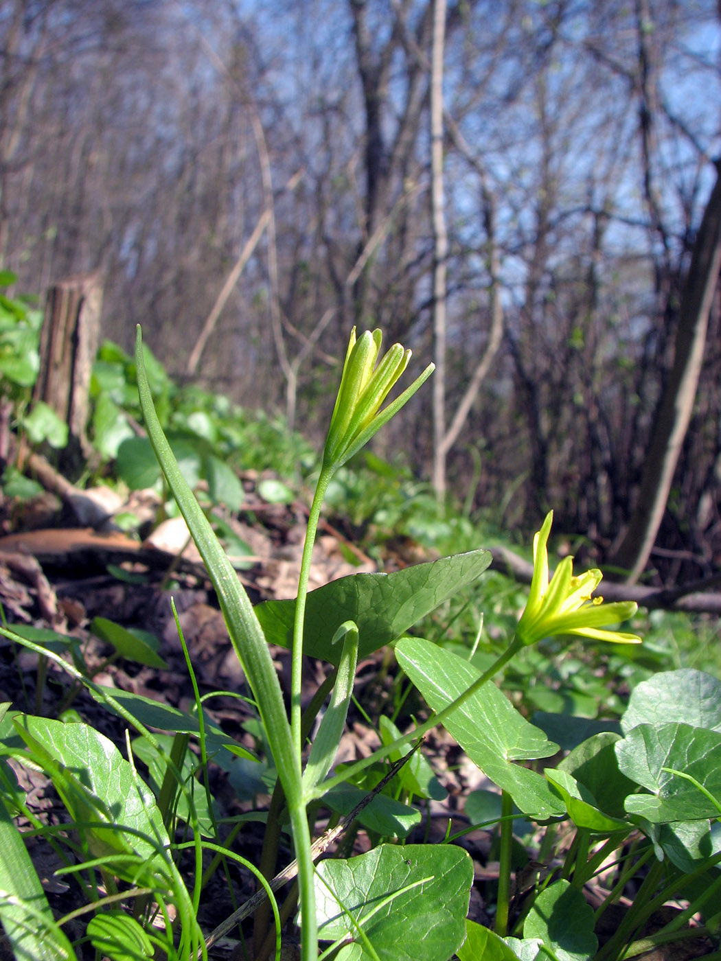 Image of Gagea lutea specimen.