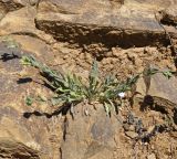 Silene graeca