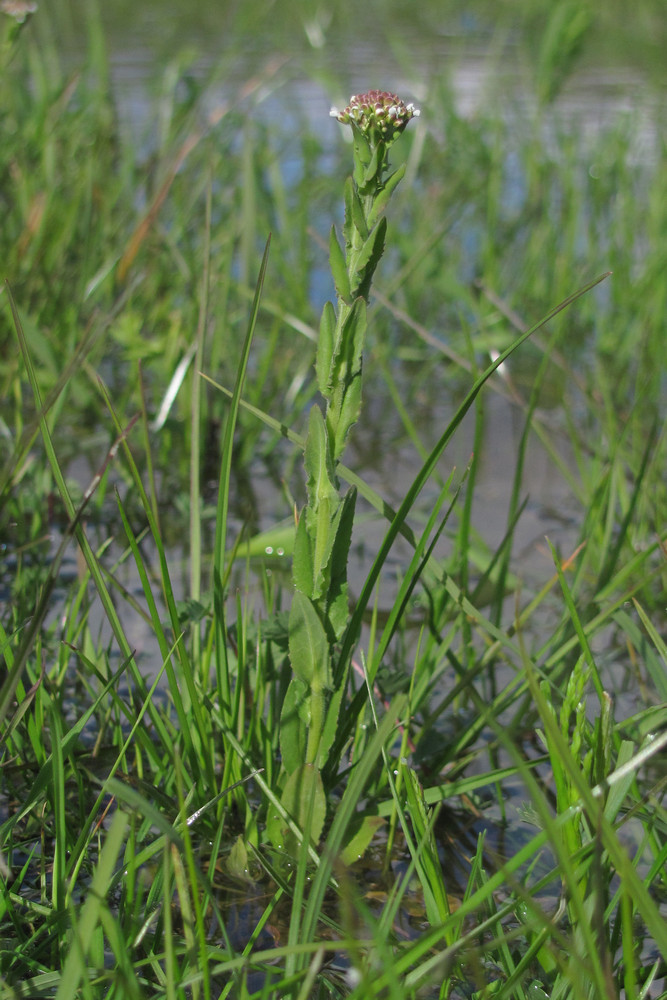 Image of Lepidium campestre specimen.