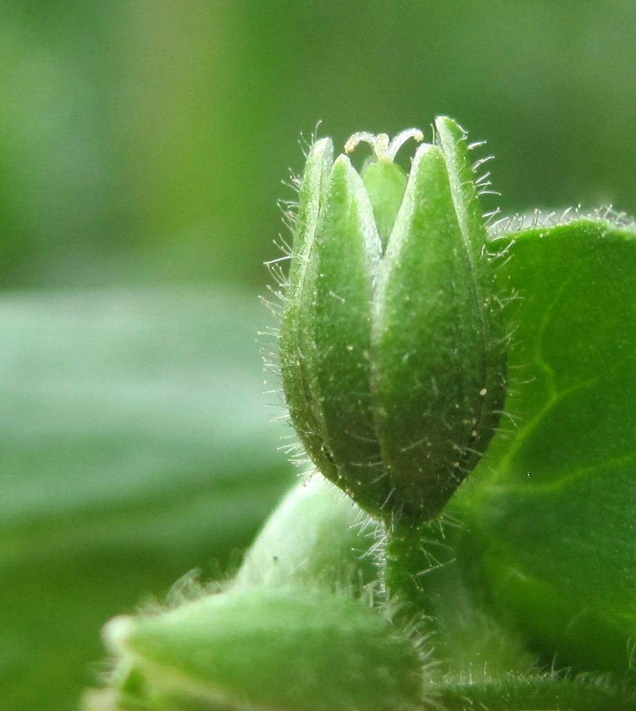 Image of Stellaria media specimen.