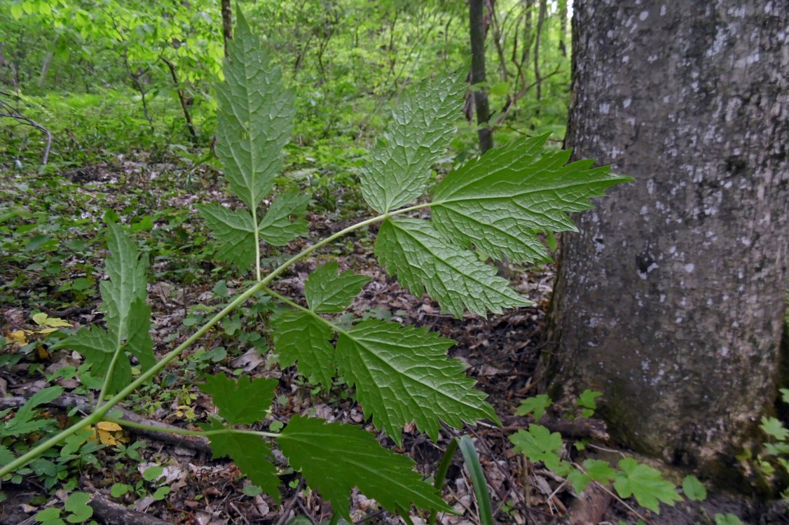 Image of Actaea spicata specimen.