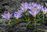 Crocus sieberi подвид sublimis. Цветущие растения. Мурманск, МАГУ, в культуре на клумбе. 19.05.2017.