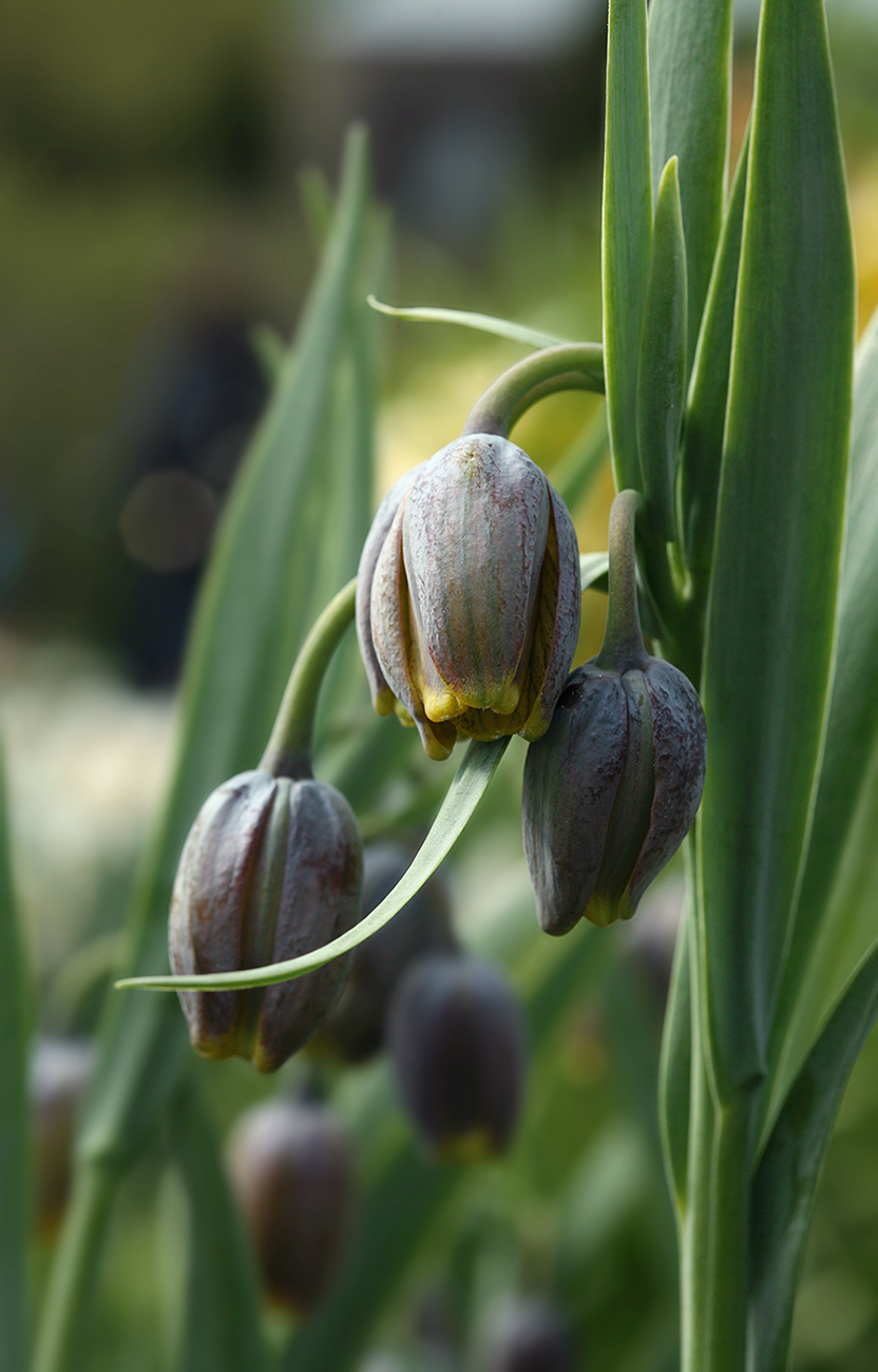 Image of Fritillaria uva-vulpis specimen.