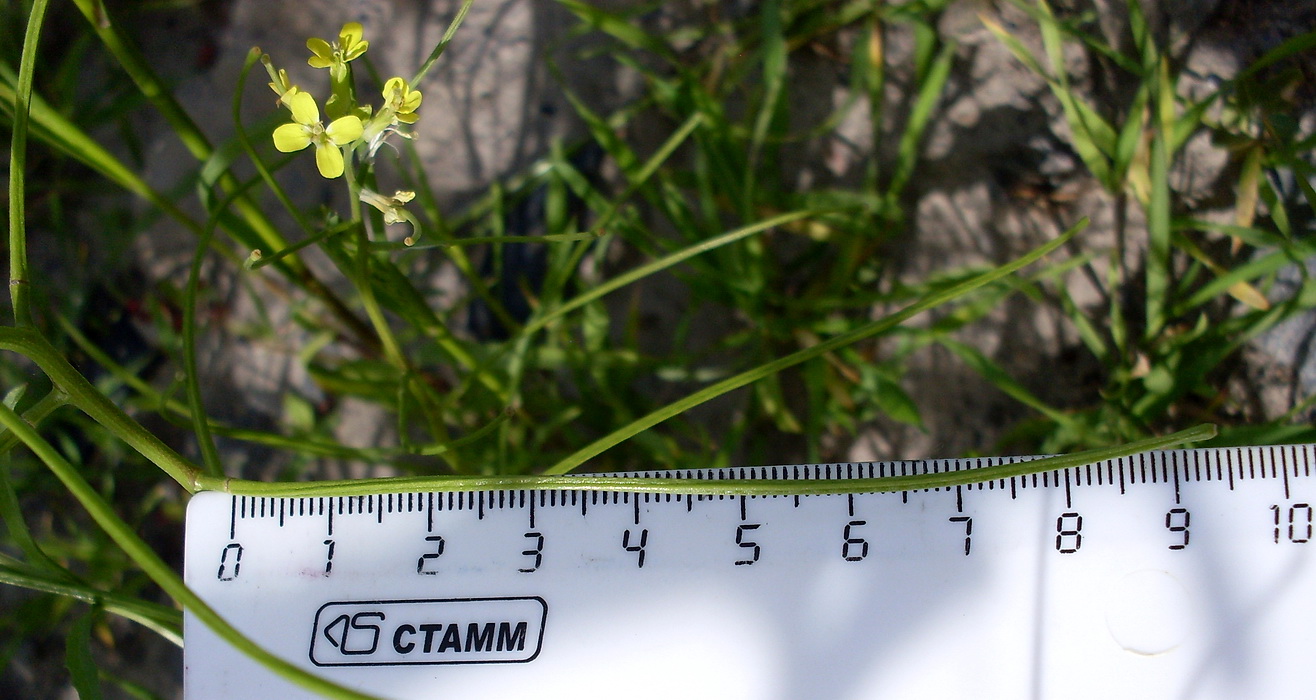 Image of Erysimum repandum specimen.