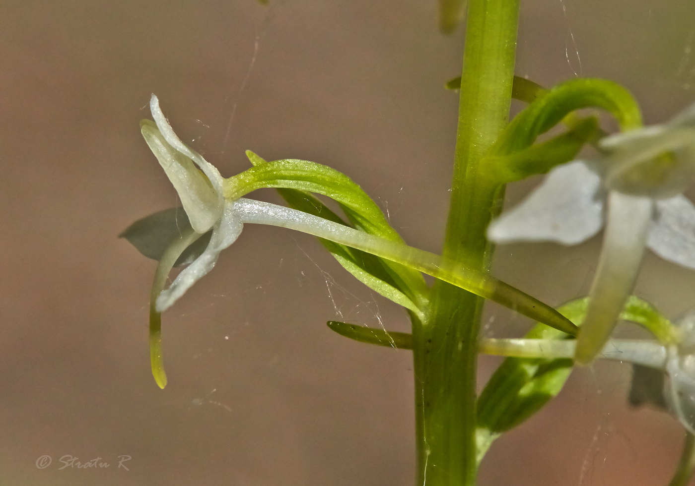 Изображение особи Platanthera bifolia.