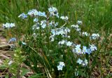 genus Myosotis