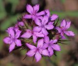 Dianthus pseudarmeria. Соцветие. Ростовская обл., Неклиновский р-н, Фёдоровское с/п, дол. р. Сухой Еланчик, на каменистом склоне. 20.06.2017.