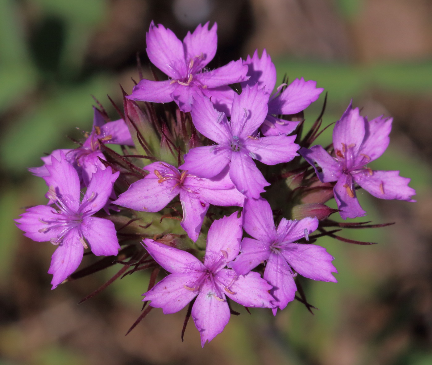 Изображение особи Dianthus pseudarmeria.