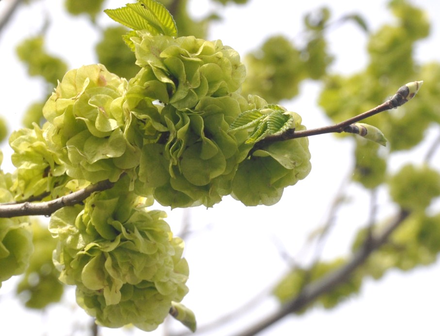 Image of genus Ulmus specimen.