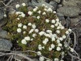 Ledum decumbens. Цветущие растения. Магаданская обл., окр. г. Магадан, п-ов Старицкого, сопка Каменный Венец, курумник. 16.06.2013.