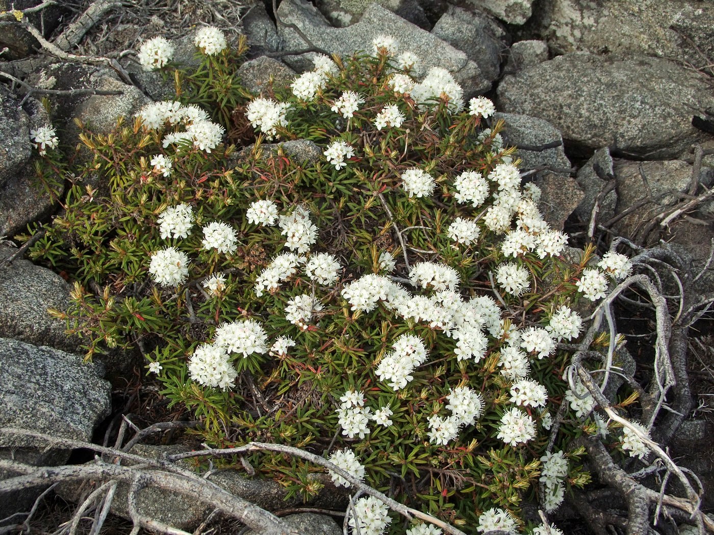 Image of Ledum decumbens specimen.