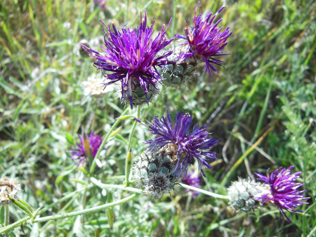 Image of Centaurea pseudoscabiosa specimen.